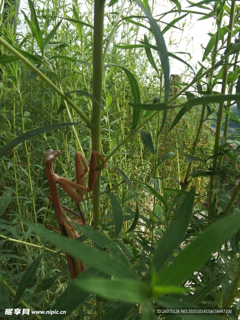 绿色植物中的螳螂