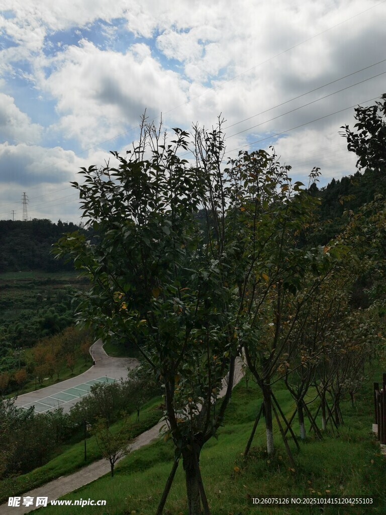 河畔绿树成荫的自然风光