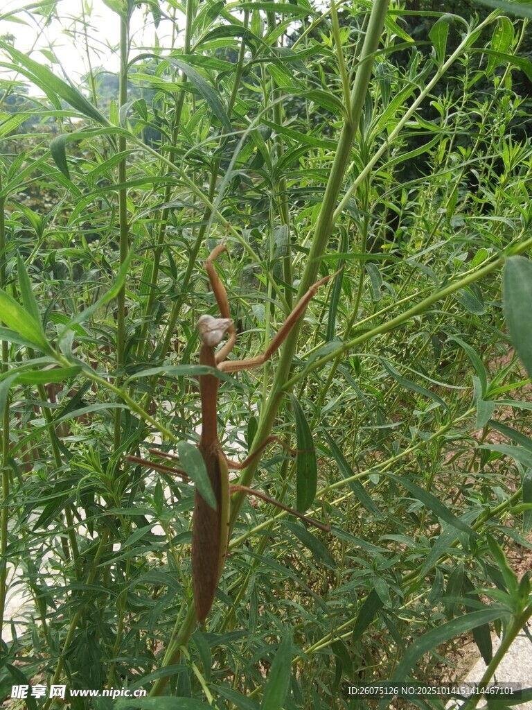 草丛中的棕色蜥蜴