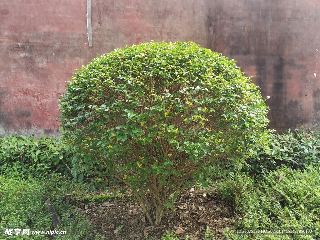球形绿植生机盎然