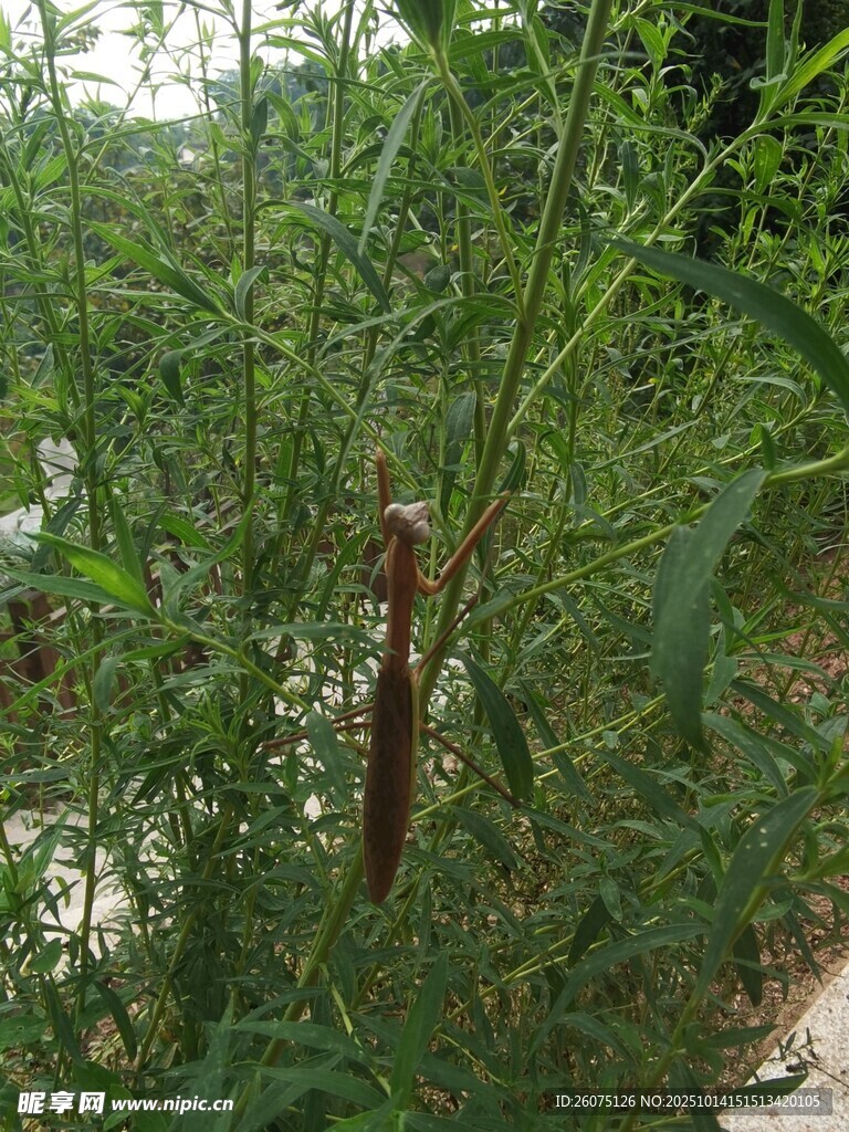 草丛中的棕色物体