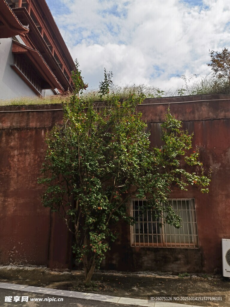 古墙边绿植繁茂的景致