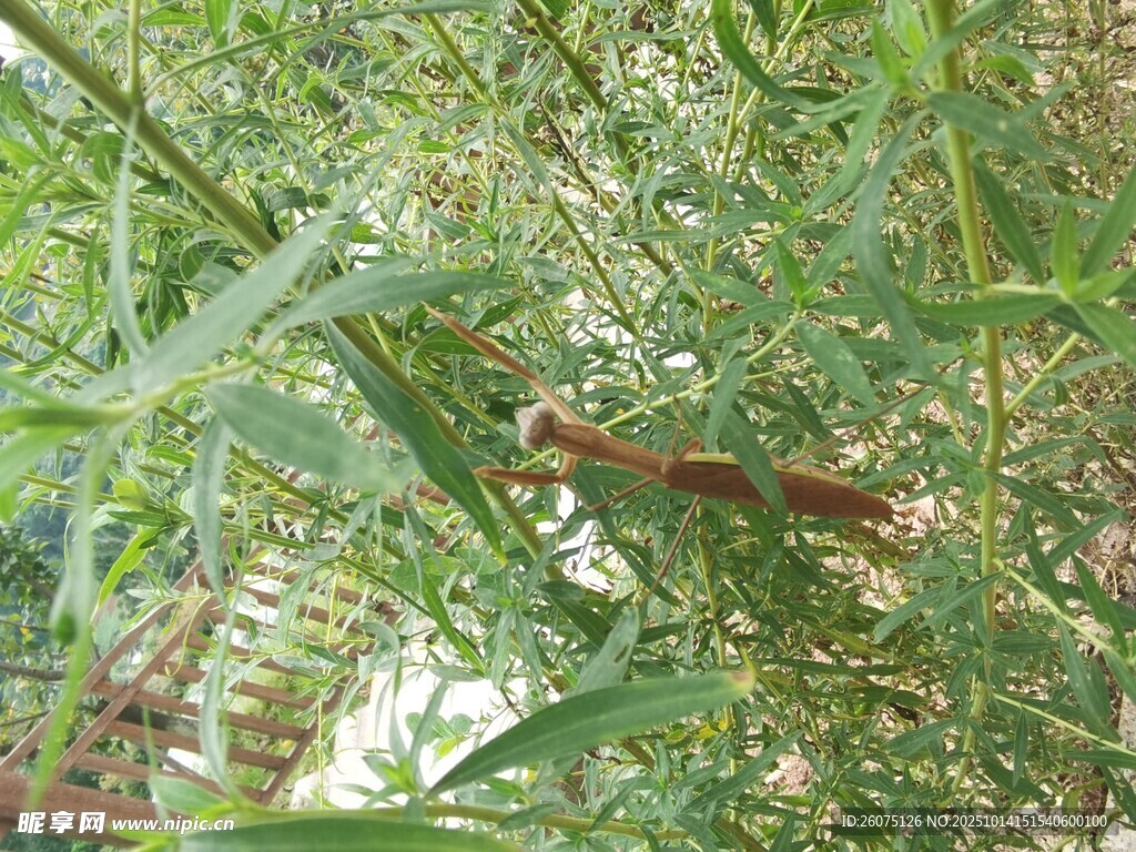 草丛中的螳螂