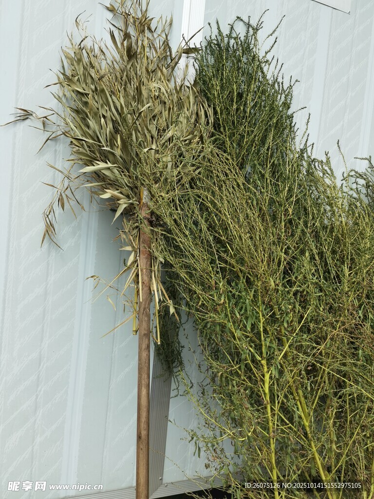 墙边绿植自然清新景致