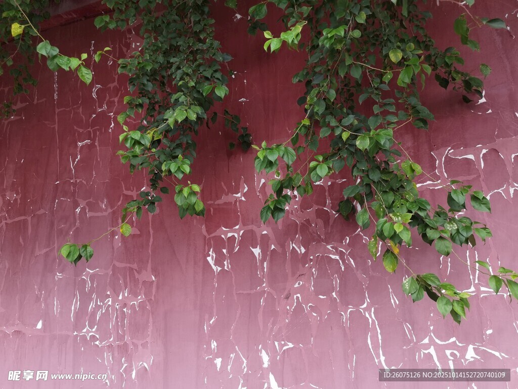 红墙绿植的自然小景