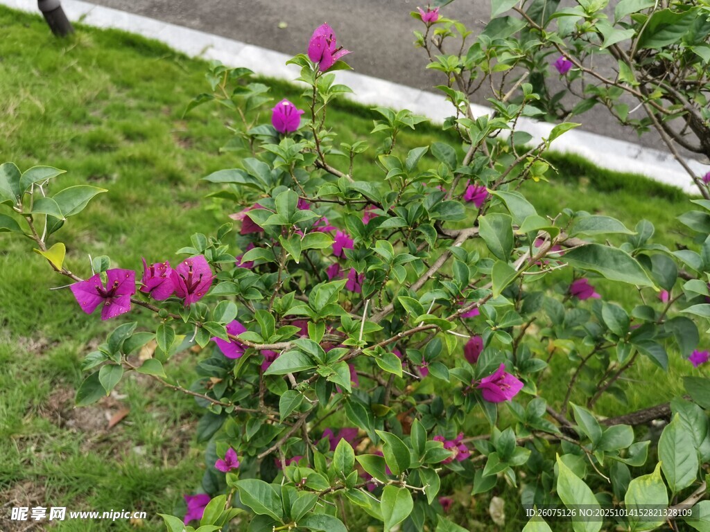 绽放的紫色花卉