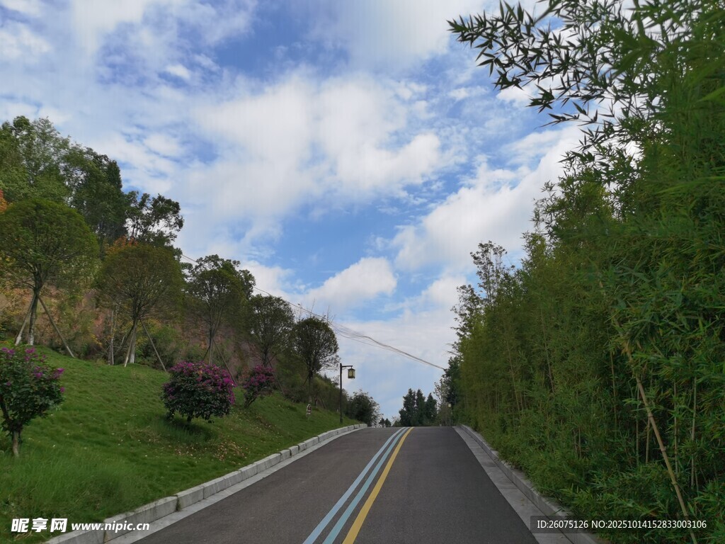 林间公路畅享自然之旅