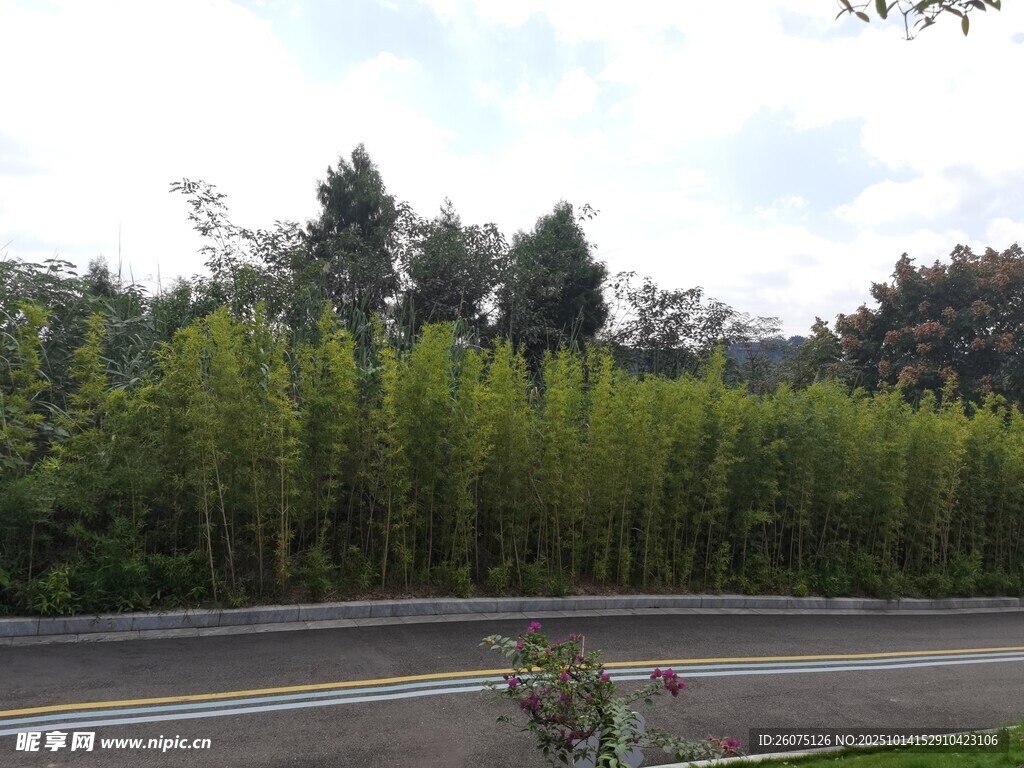 路边翠绿竹林景观