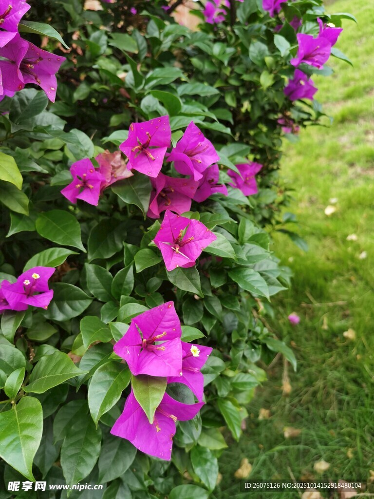 艳丽三角梅绽放于草地