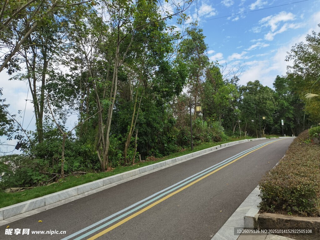 林间蜿蜒公路风景