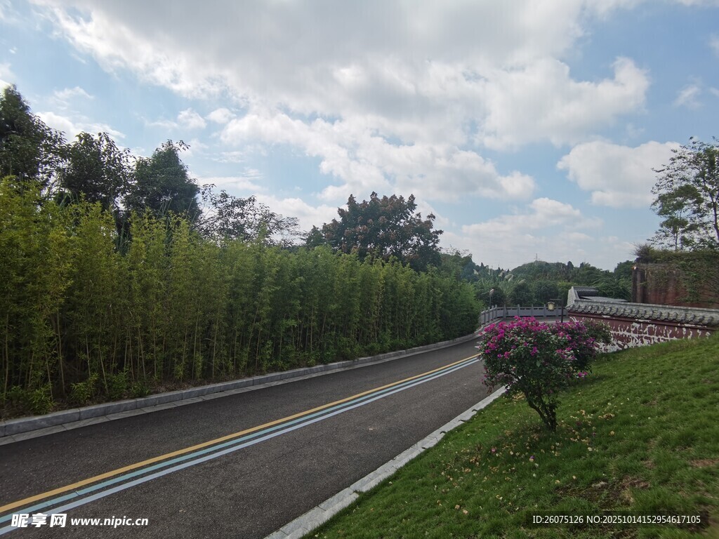 公路旁葱郁竹林与车辆