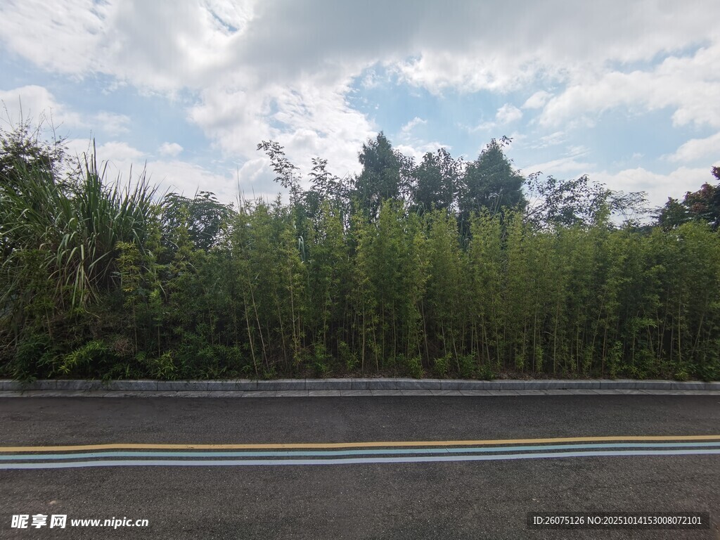 公路旁的葱郁竹林景观