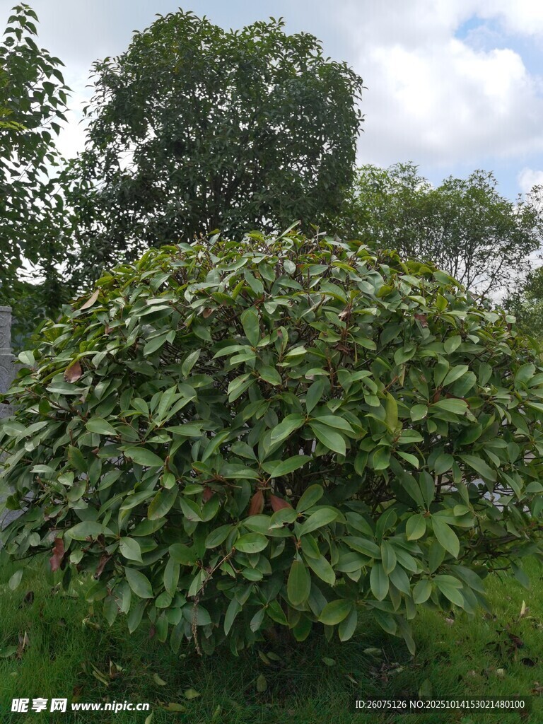 茂盛绿植生机盎然