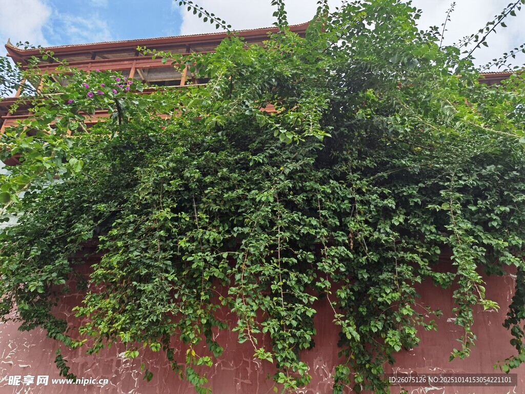 爬满绿植的红墙