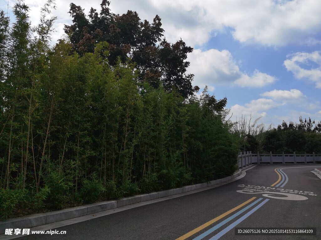 公路旁葱郁竹林风景