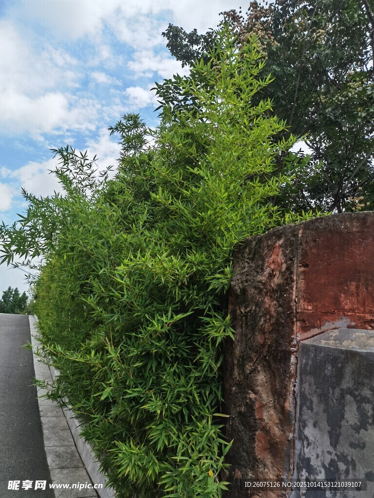墙边繁茂绿植
