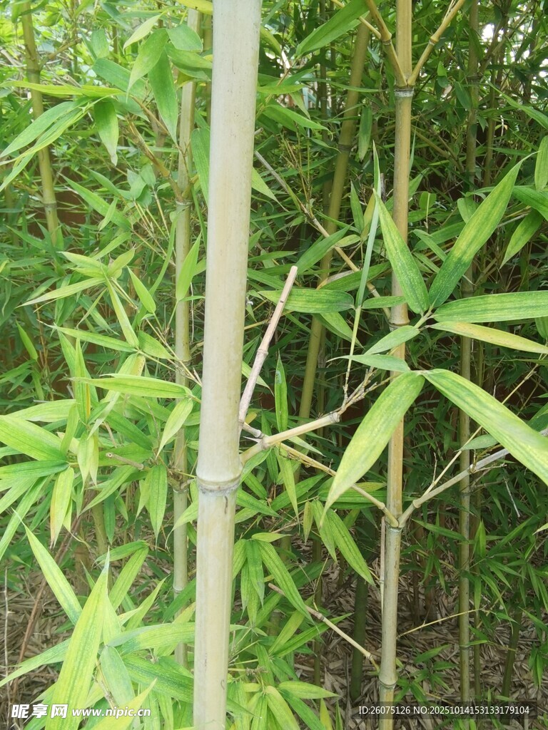 翠绿竹林景致