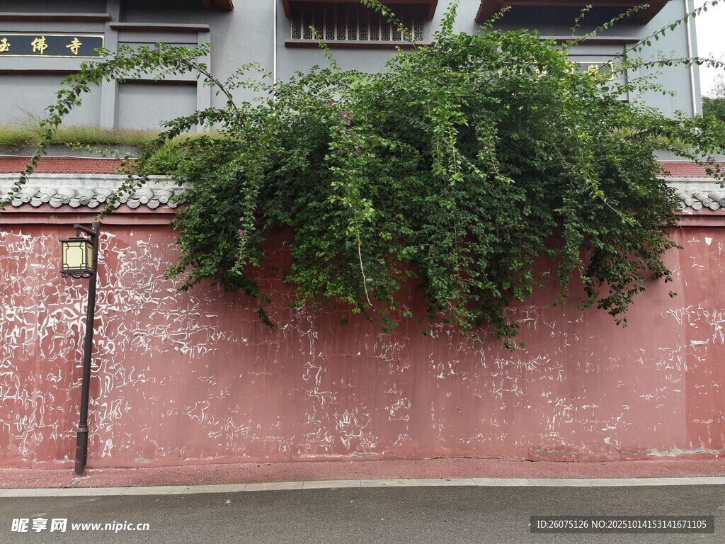 红墙绿植自然与建筑之美