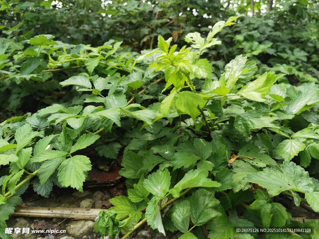 茂盛绿植景观