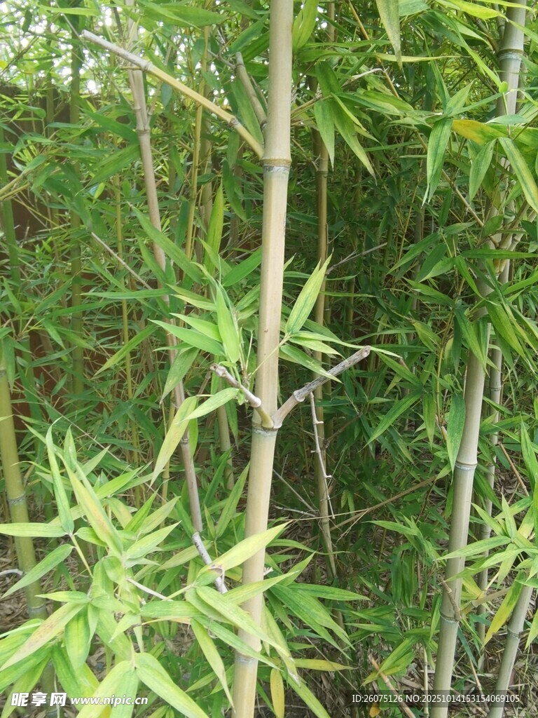 翠绿竹林中的挺拔竹子