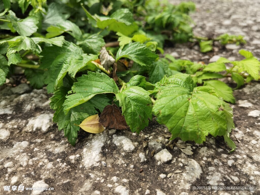 地面生长的翠绿植物
