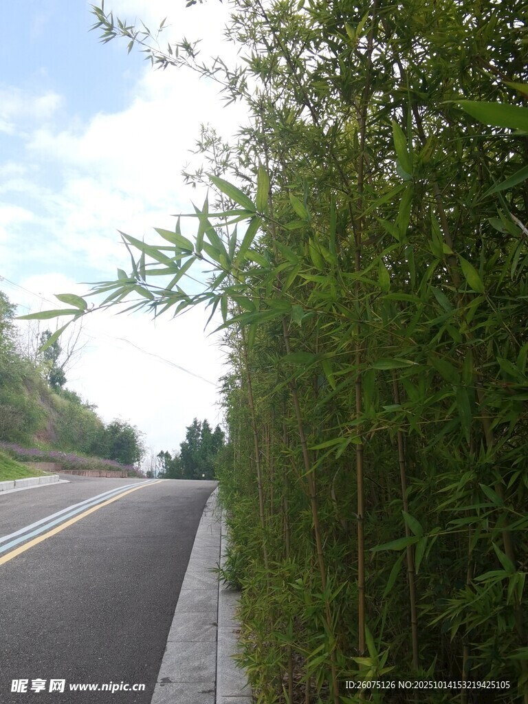 路边竹林风景