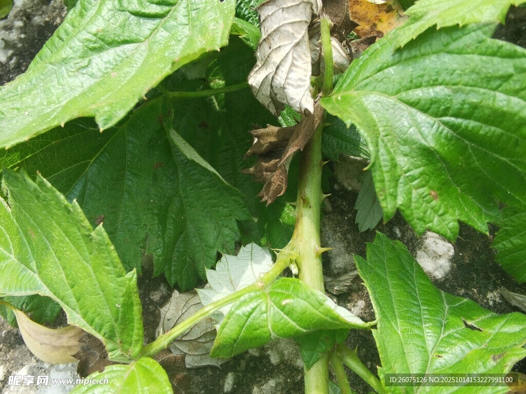 绿叶上的昆虫特写