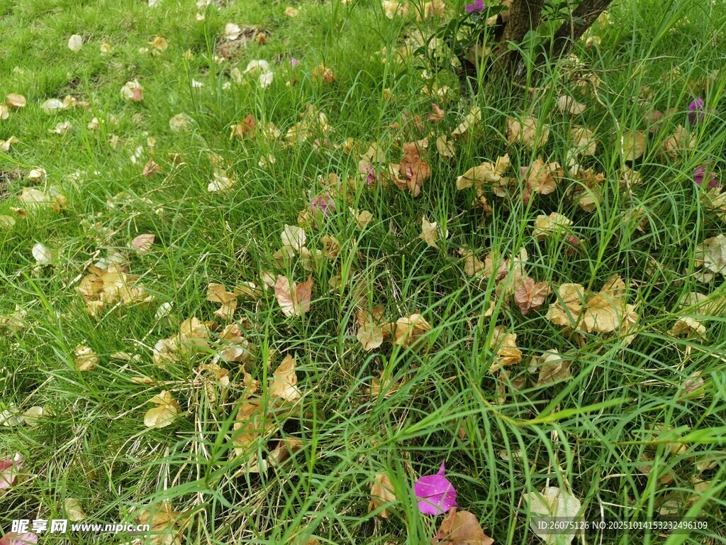 草地中的紫色小花与落叶