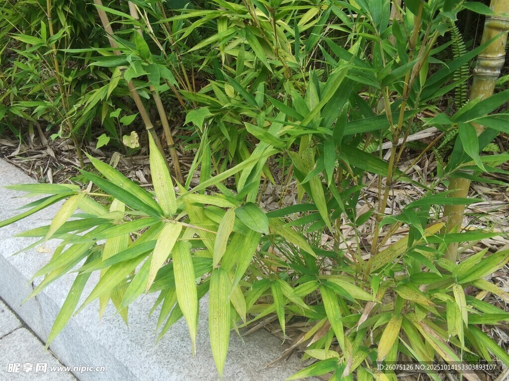 翠绿竹叶清新自然景致