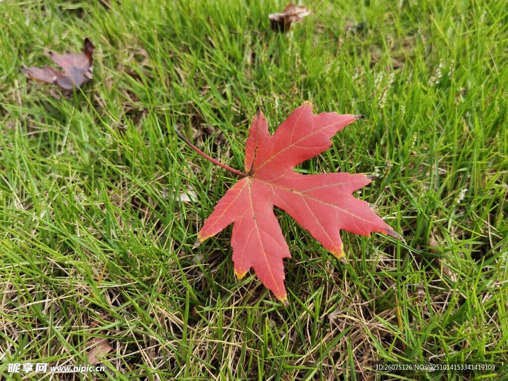 草地上的一片红枫叶
