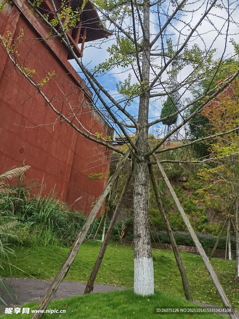 红墙旁的树木支撑景观