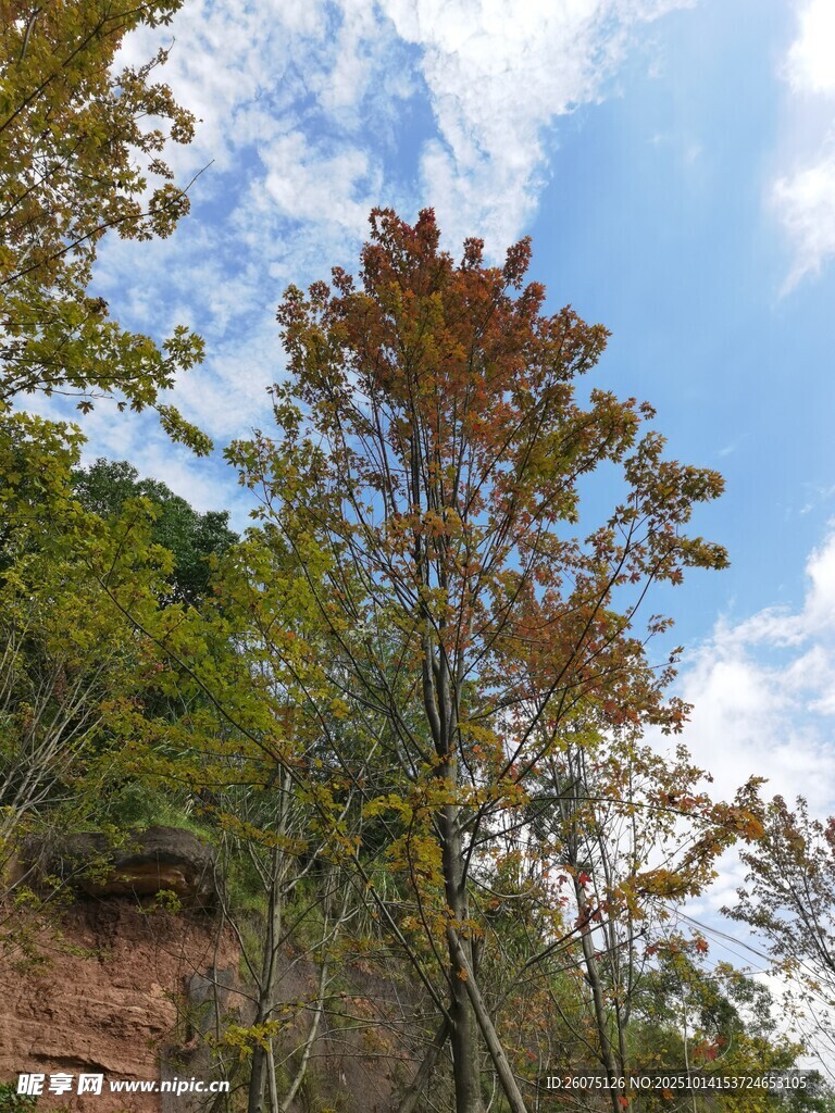 山林间的树木与蓝天白云