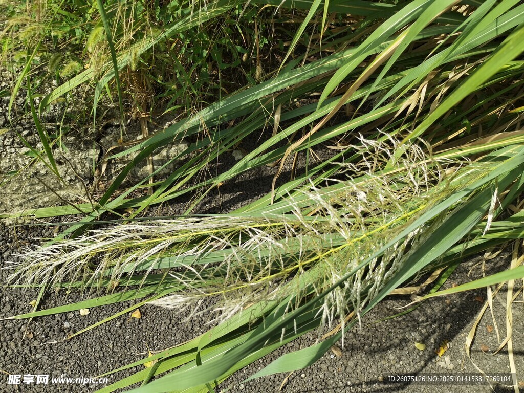 路边的绿色芒草植物