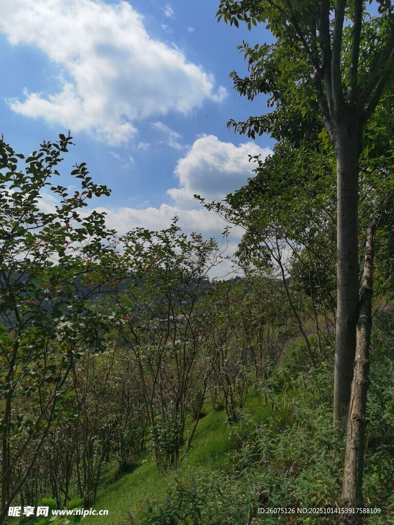 山林间的清新自然景致