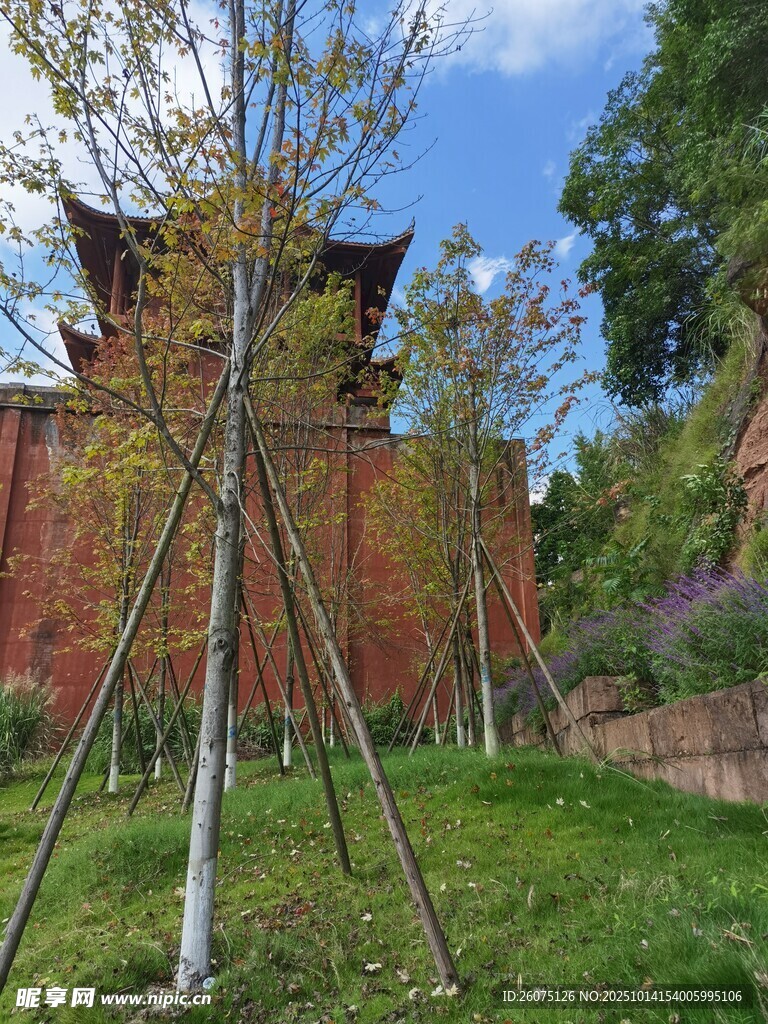 庭院绿树红墙景致
