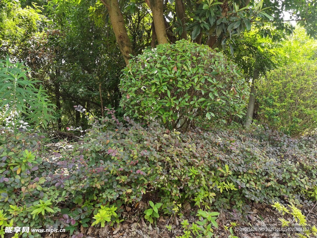 绿意盎然的园林灌木景观
