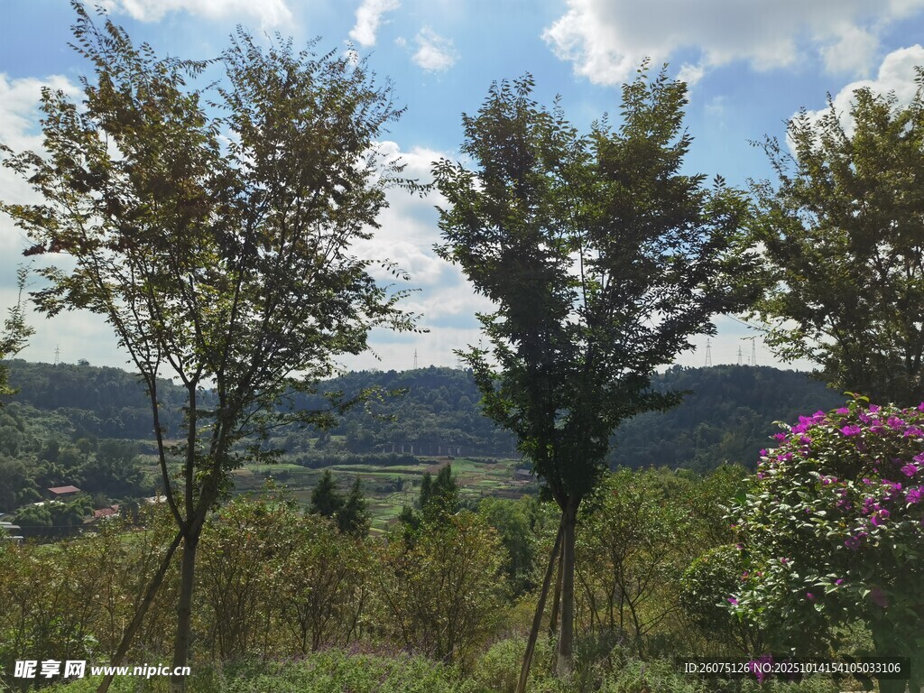 山间秀丽花木风景