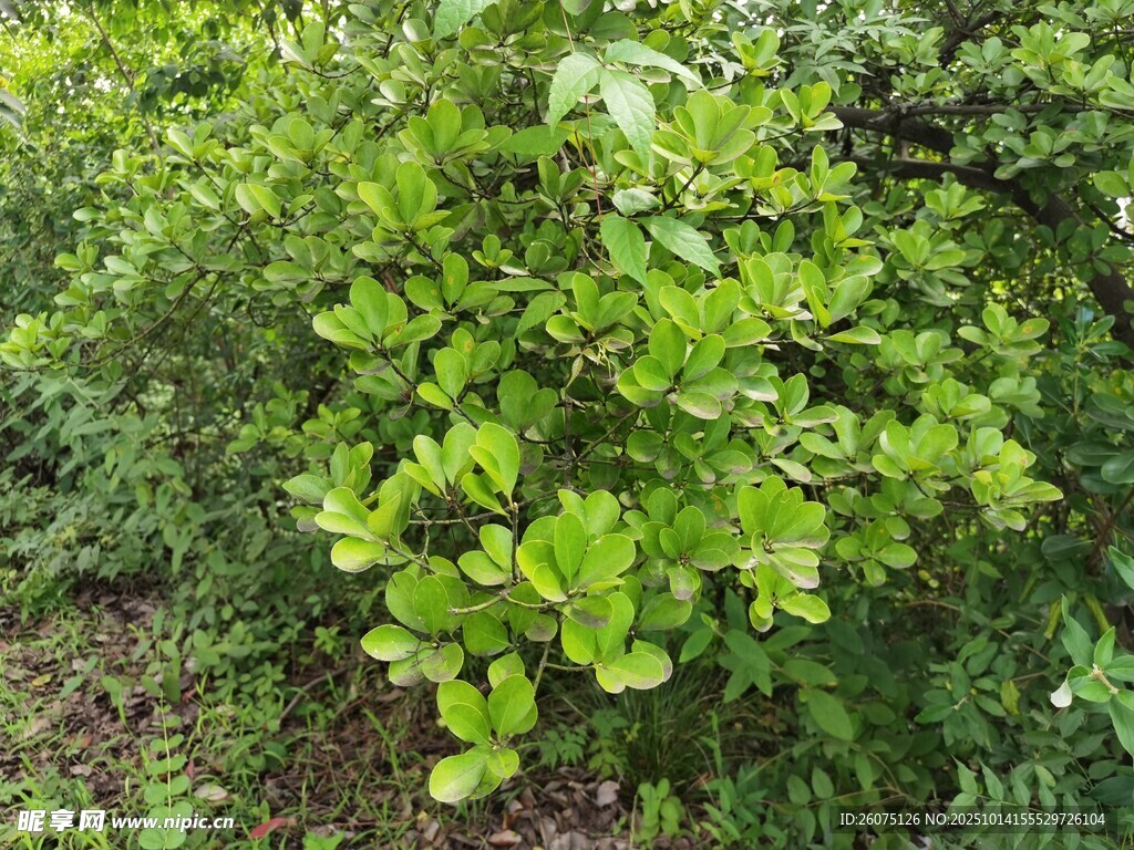 绿叶繁茂的绿色植物