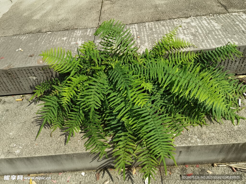 石缝中生长的翠绿蕨类植物