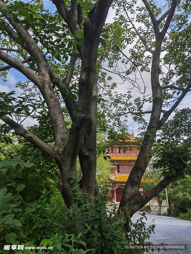 古树下的中式建筑景观