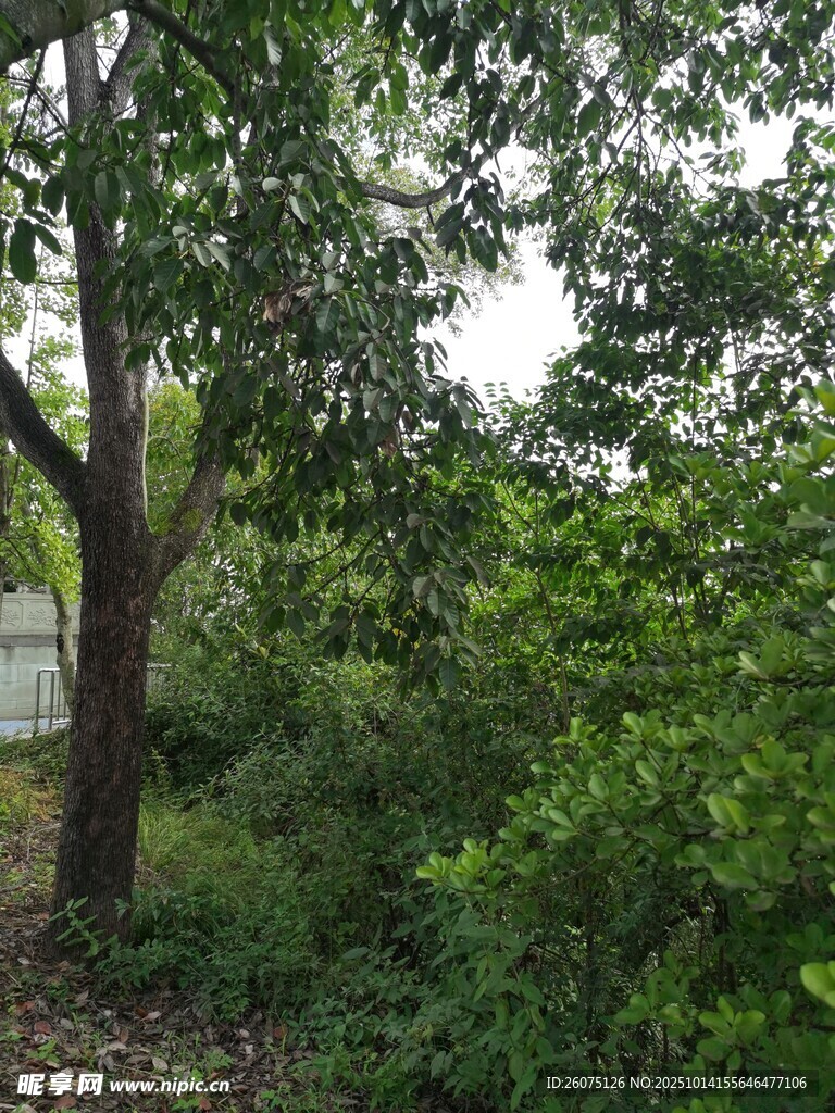繁茂树林中的自然景致