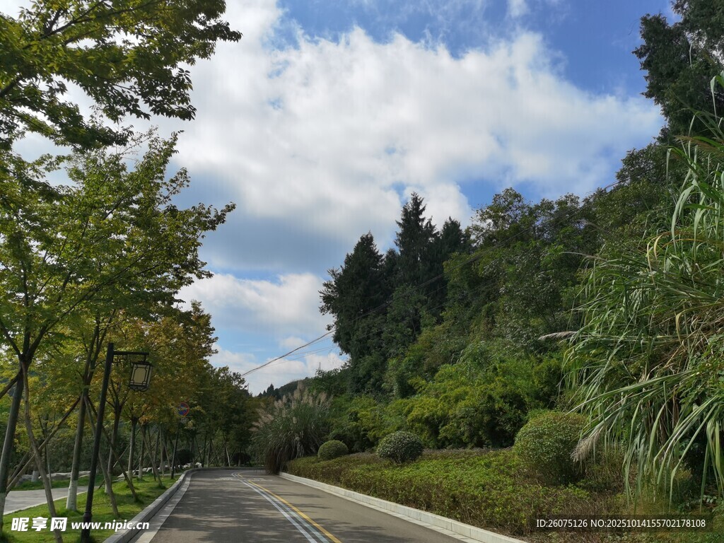 林间清新小路