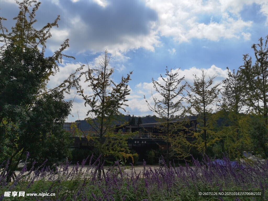 田园花海美景