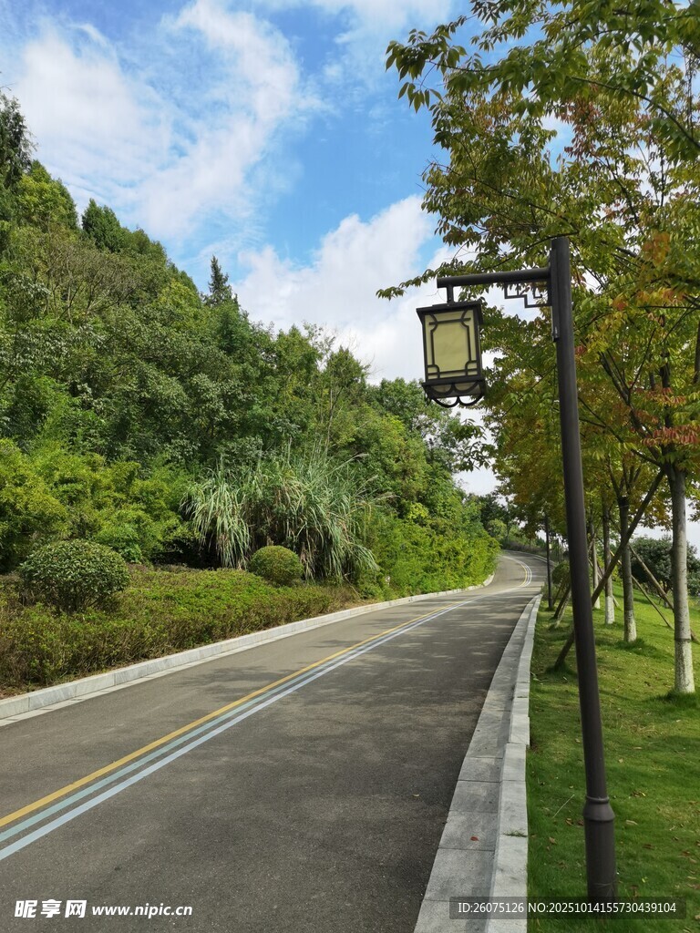 林间静谧公路风景