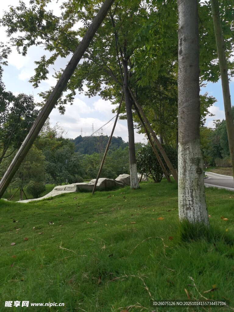林间草地风景