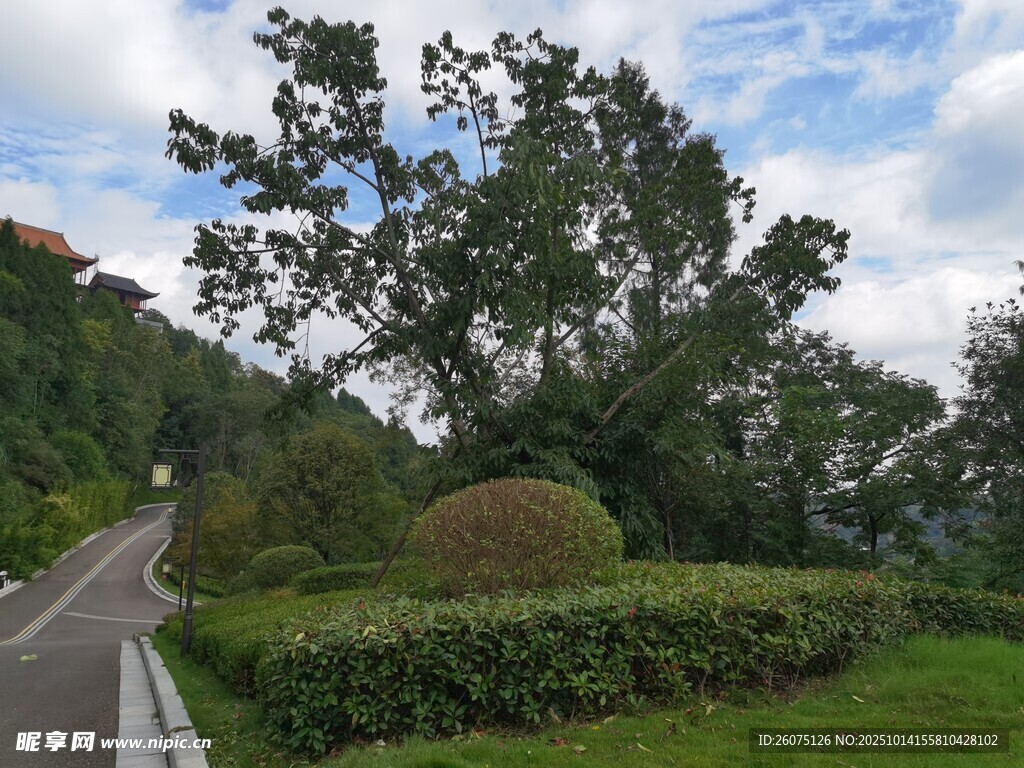 山间公路旁的绿植景观