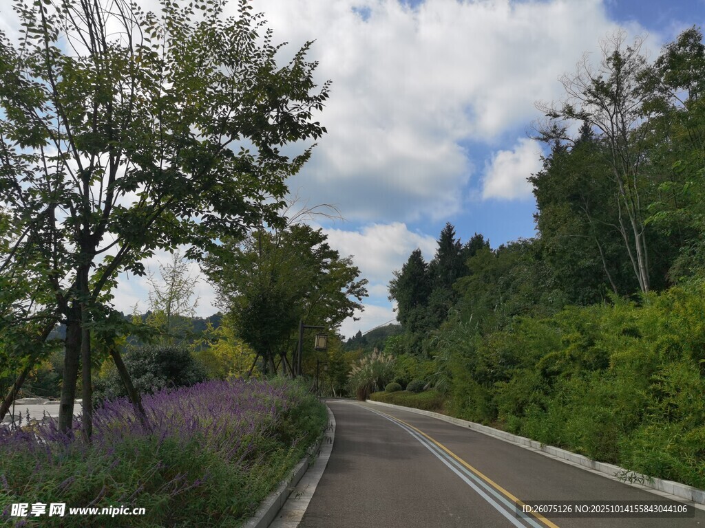 蜿蜒公路旁的葱郁景致