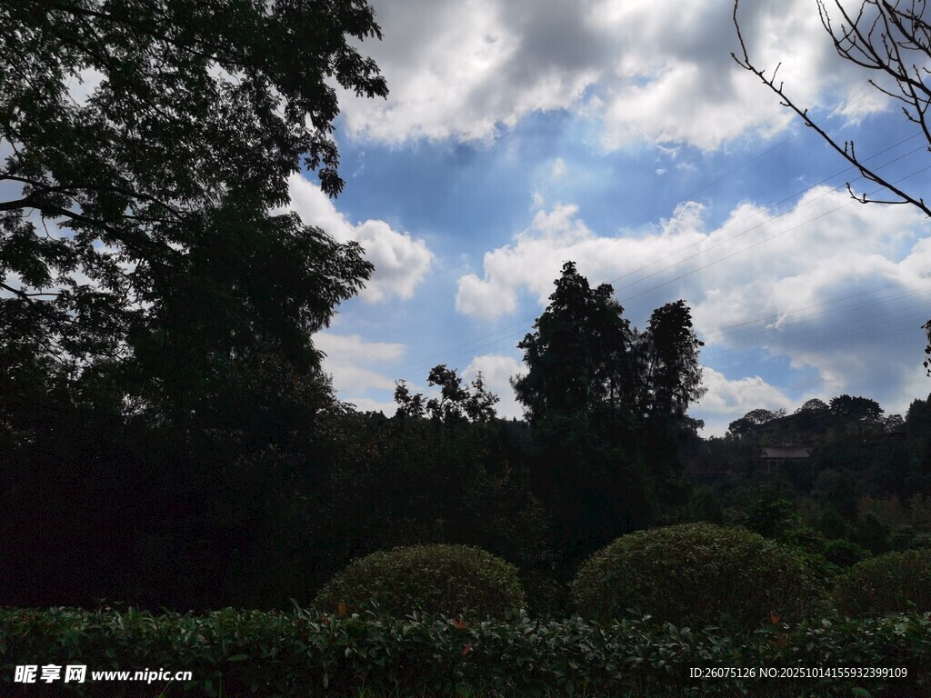 蓝天白云下的绿植景观