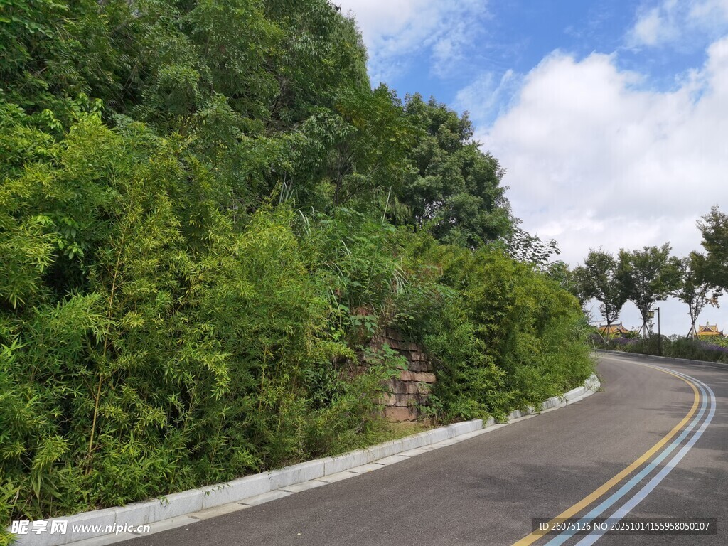 蜿蜒公路旁的葱郁植被