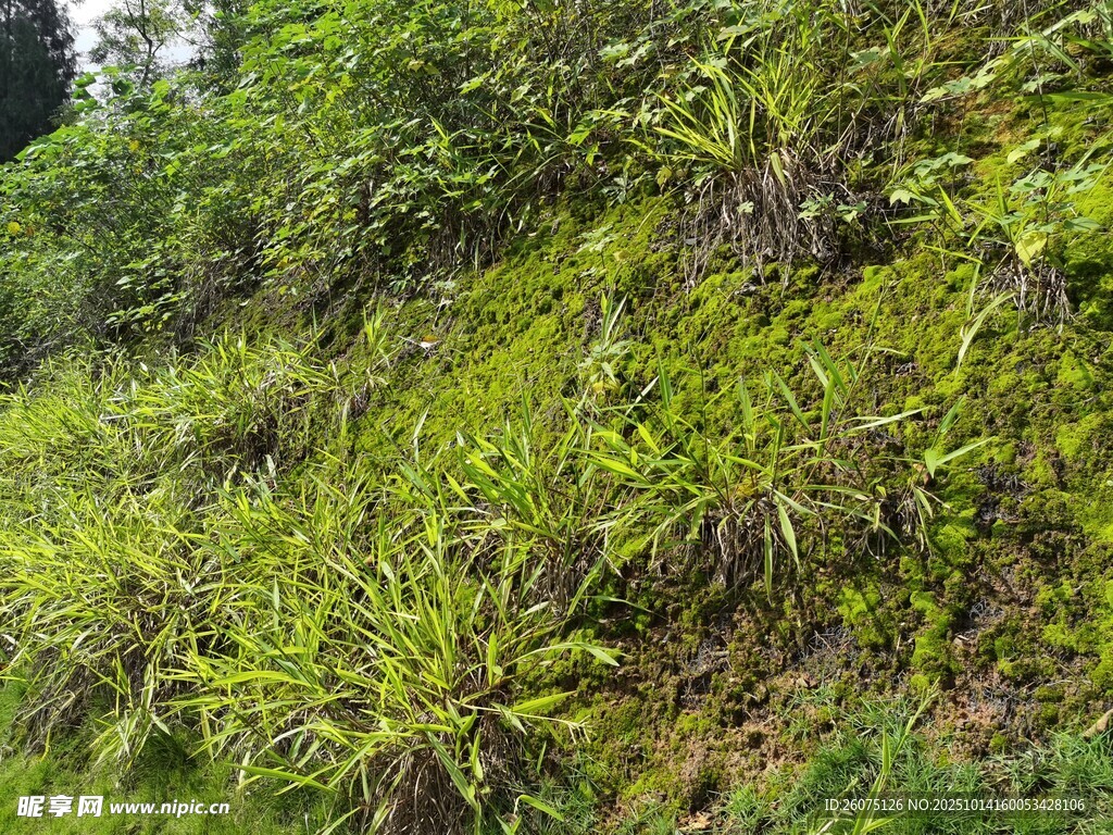 山坡上的茂密绿色植被